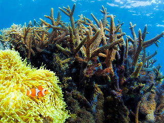 Image showing Underwater landscape