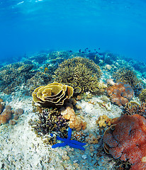 Image showing Underwater landscape