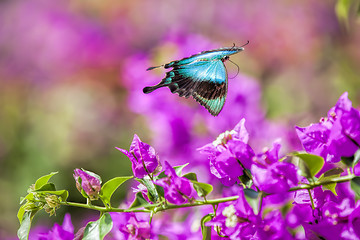 Image showing Blue Swallowtail Butterfly