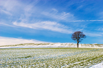 Image showing Tree on Snowy Field