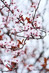 Image showing spring blossoms