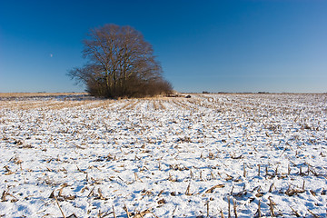 Image showing Tree on Snow