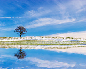 Image showing Lonely Tree with Reflection