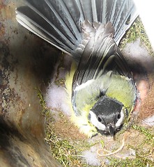 Image showing Tit in its nest