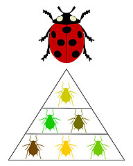 Image showing Ladybird diet pyramid