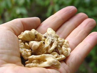 Image showing Walnuts in the palm of a womans hand