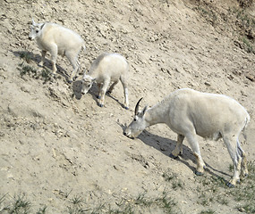 Image showing Rocky Mountain goat