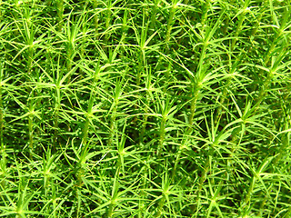 Image showing Closeup view on a green moss as background