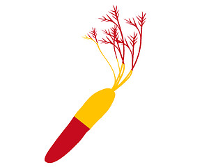 Image showing Spanish carrot