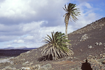 Image showing Palm trees