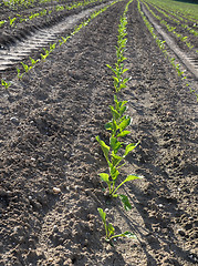 Image showing Sugar beet field (Beta vulgaris subsp. vulgaris)