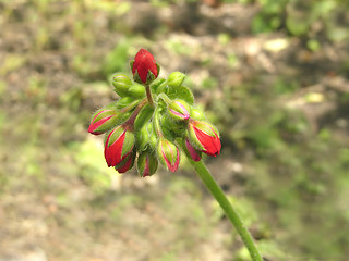 Image showing Flower buds of a red crane?s bill