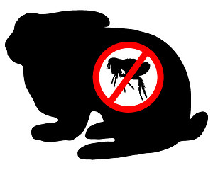 Image showing Bunny flea prohibited