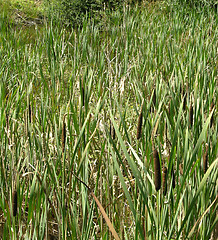 Image showing Brown bulrush in green reed