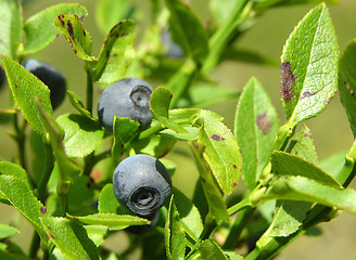 Image showing Bilberry bush with ripe bilberries