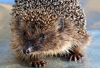 Image showing hedgehog portrait