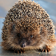 Image showing hedgehog closeup