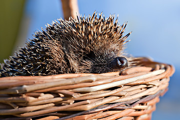 Image showing hedgehog in basket