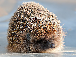 Image showing cute hedgehog