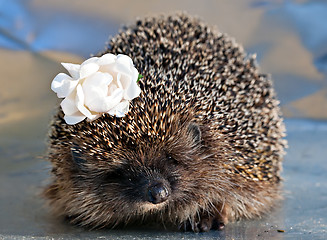 Image showing hedgehog with with rose flower in the needles