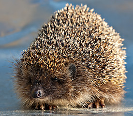 Image showing hedgehog