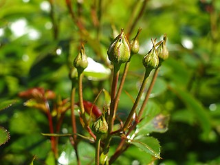 Image showing Flower buds