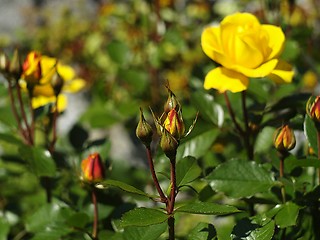 Image showing Yellow rose bud
