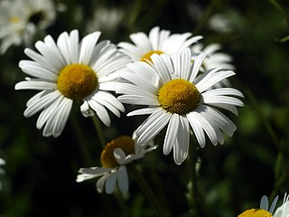 Image showing daisy chain 
