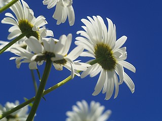 Image showing daisy chain on blue sky