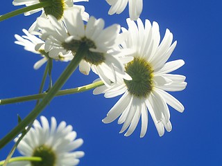 Image showing daisy chain on blue sky