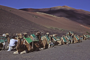 Image showing Camels waiting