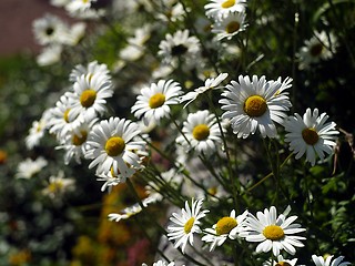 Image showing daisy chain