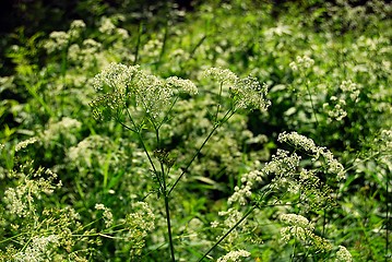 Image showing cow parsley