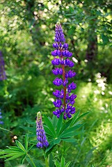 Image showing Purple flower