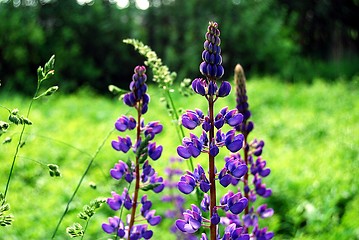 Image showing Purple flower