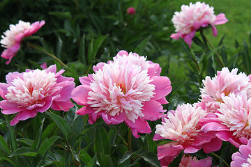 Image showing Beautiful pink peony flowers