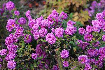 Image showing Bright pink flowers