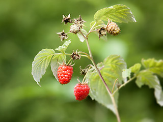 Image showing raspberry