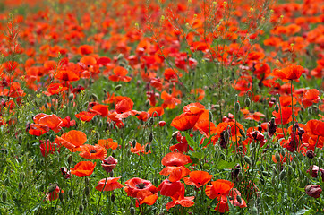 Image showing Poppy field