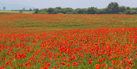 Image showing Poppy field