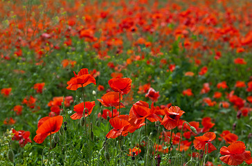 Image showing Poppy field