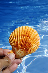 Image showing Shell and Water