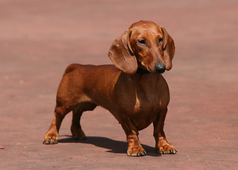 Image showing Dachshund