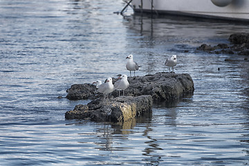 Image showing Seagulls standing on rocks