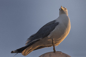 Image showing Seagull standing on street lamp sphere