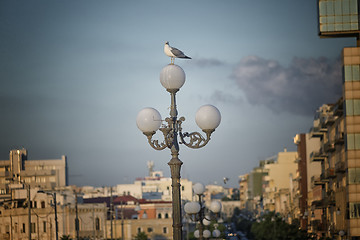 Image showing Seagull standing on street lamp