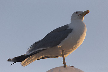 Image showing Seagull standing on street lamp sphere