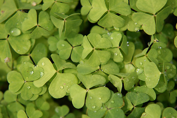 Image showing Oxalis