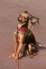 Image showing Toy terrier