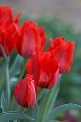 Image showing Red tulips